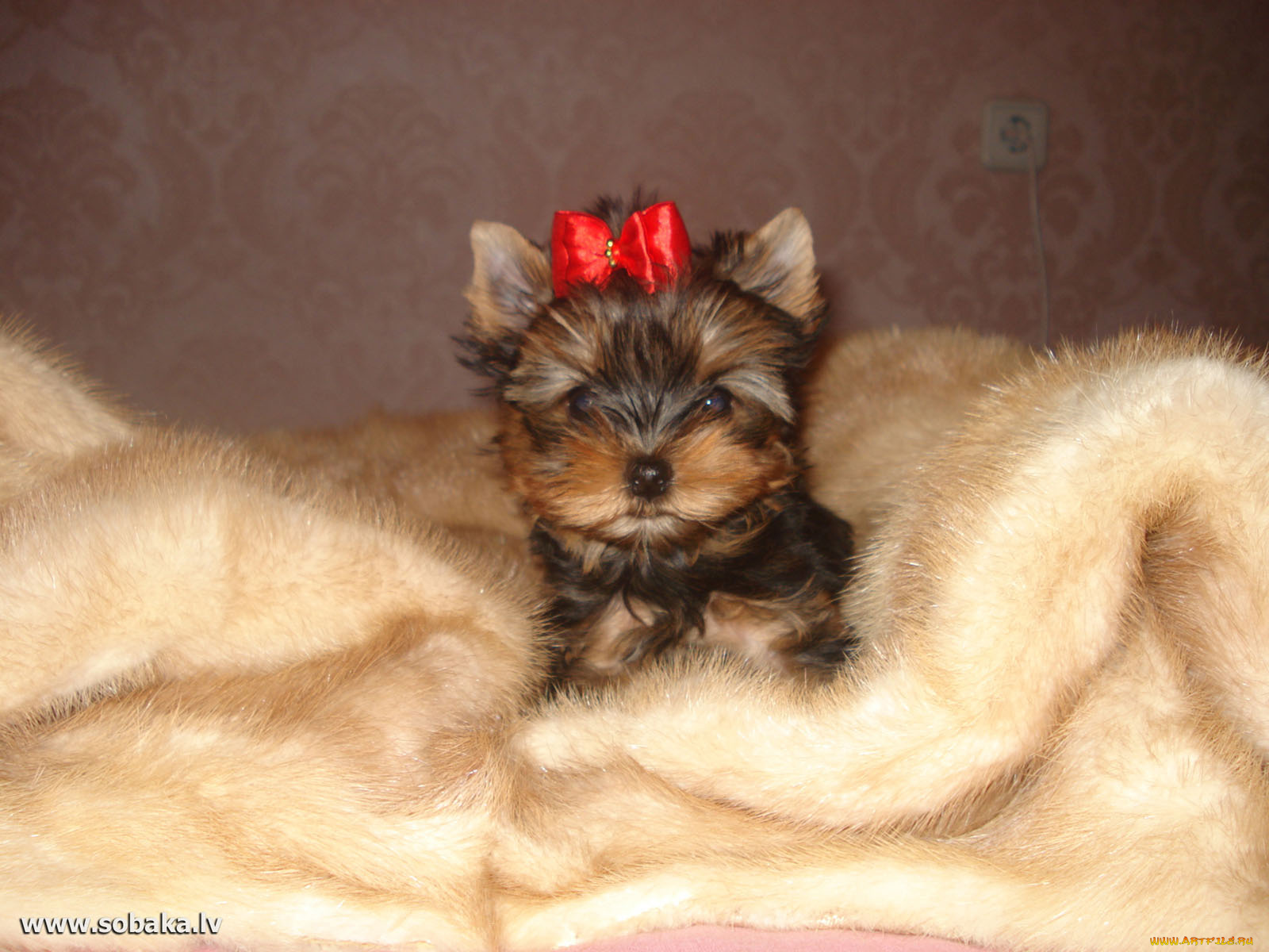 животные, собаки