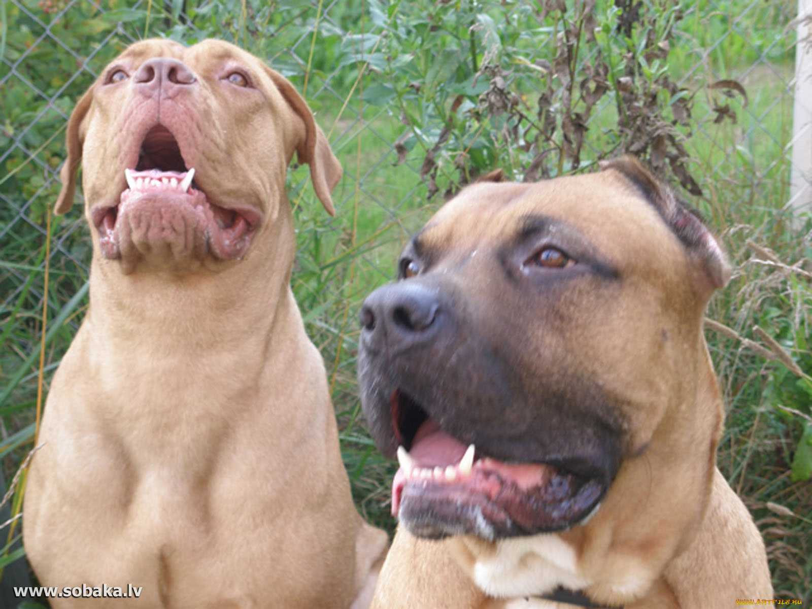 животные, собаки