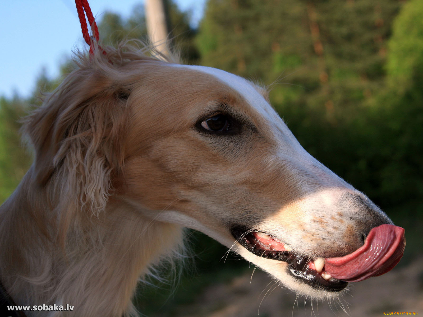 животные, собаки