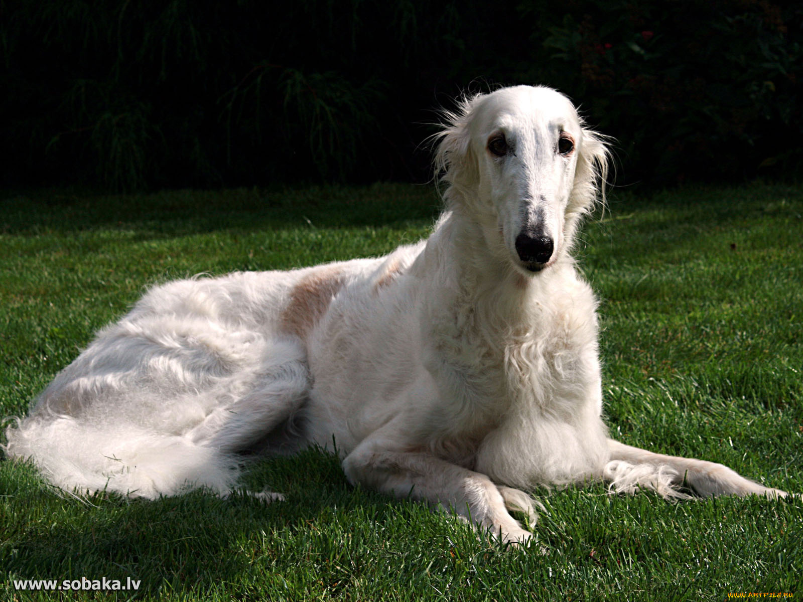 животные, собаки