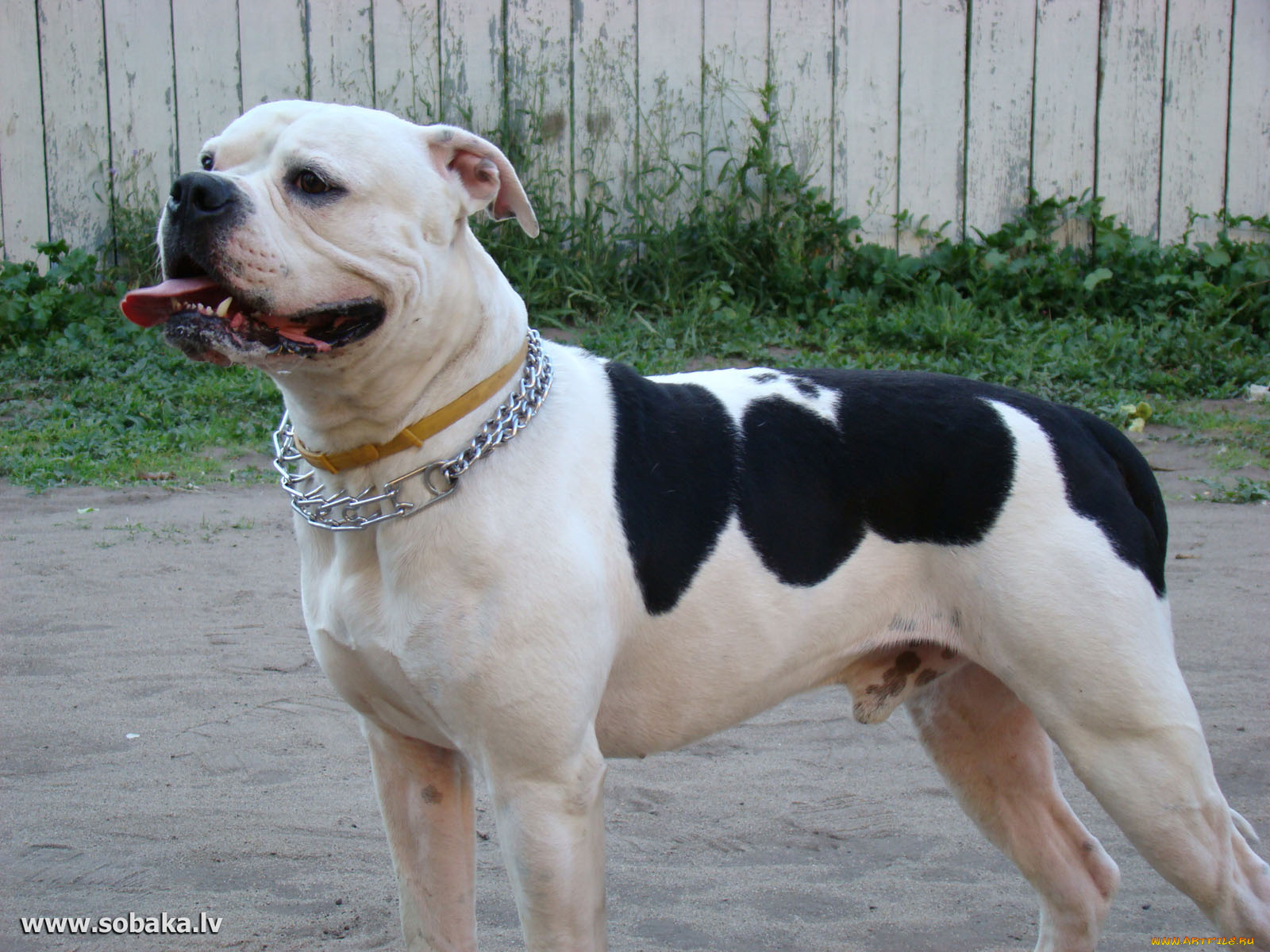 животные, собаки