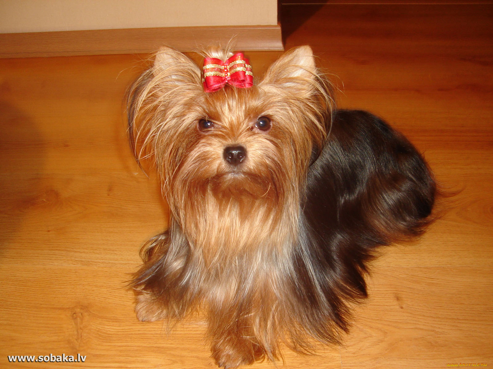 животные, собаки