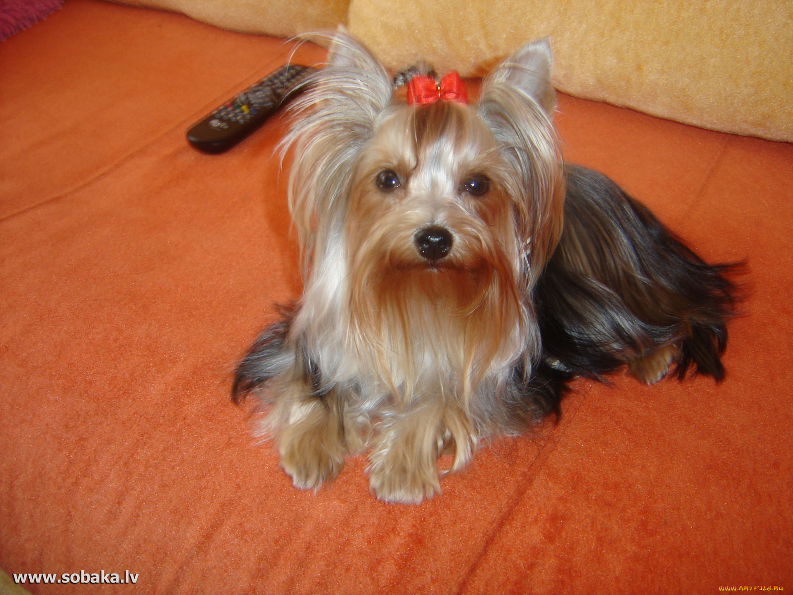 животные, собаки