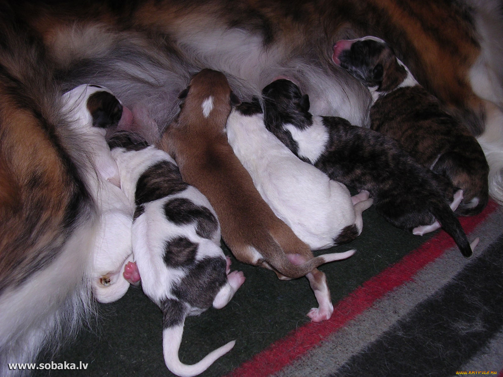 животные, собаки