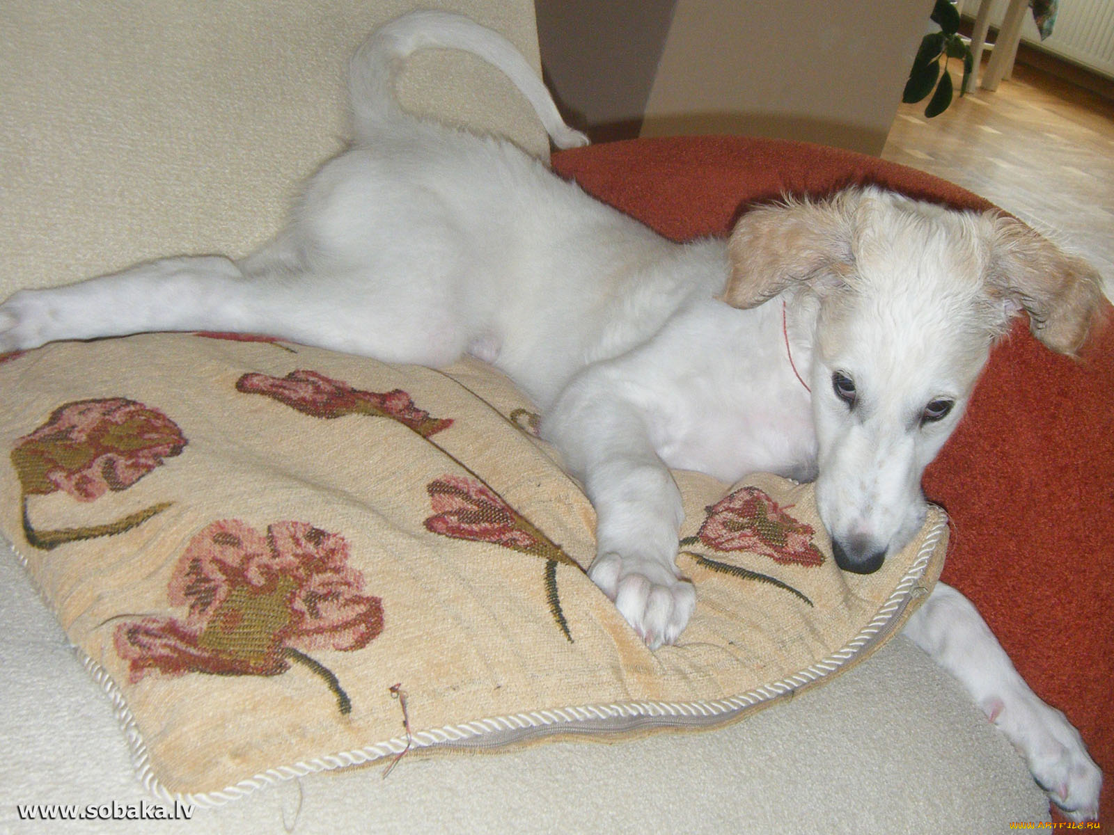 животные, собаки