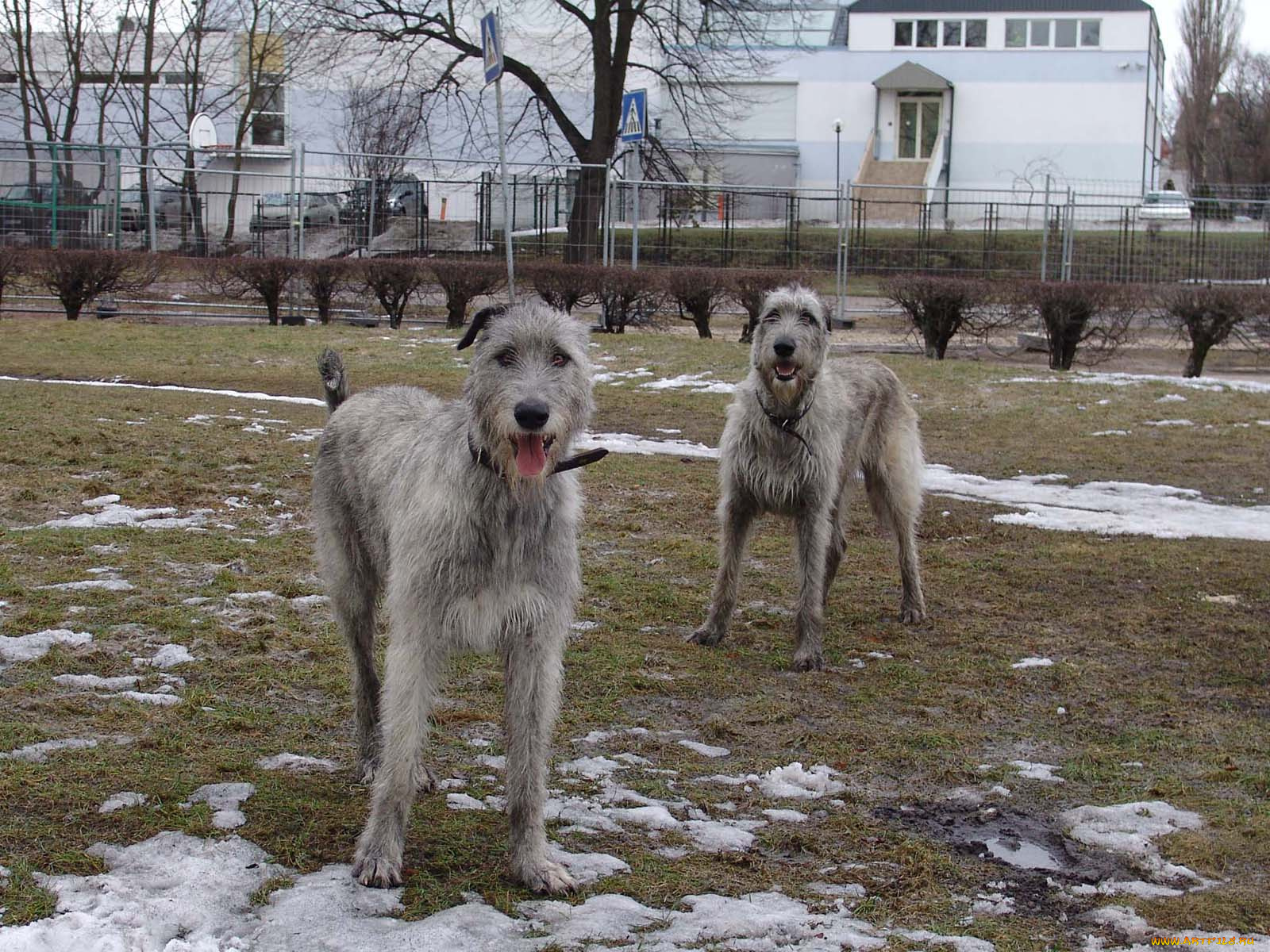 животные, собаки
