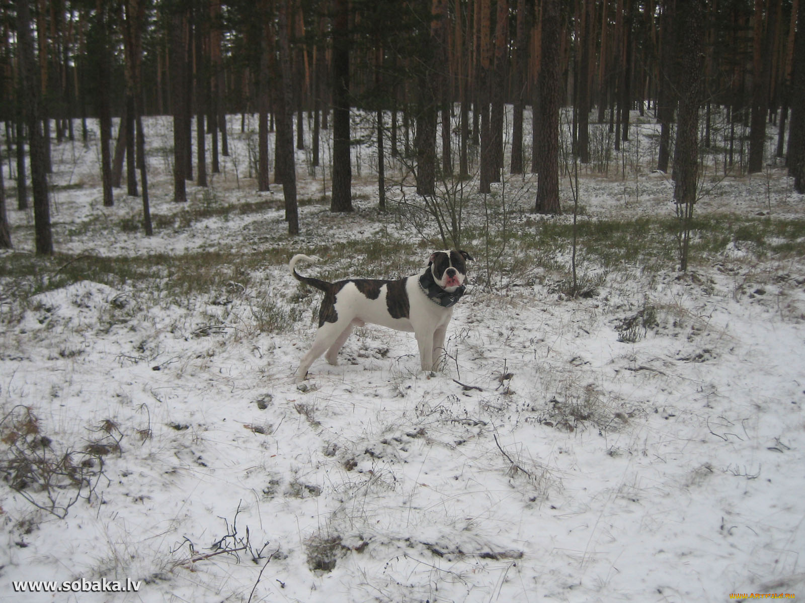 животные, собаки