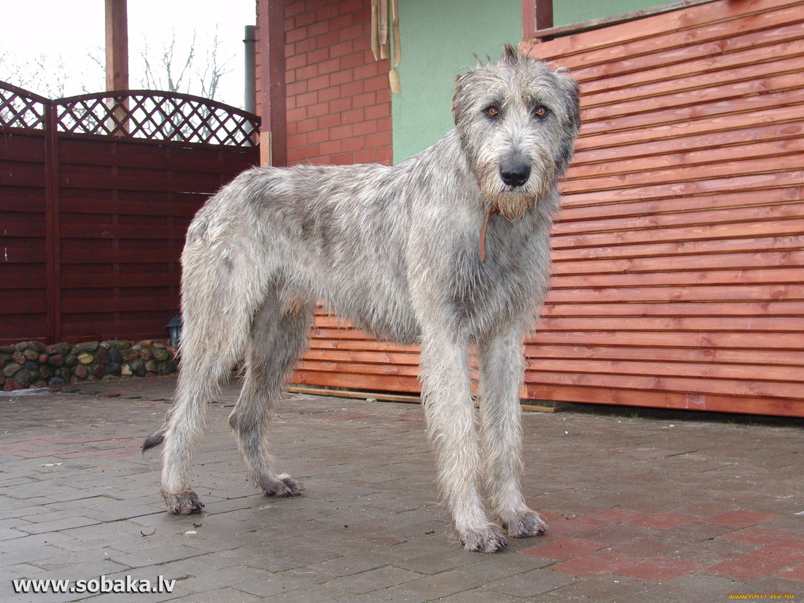 животные, собаки