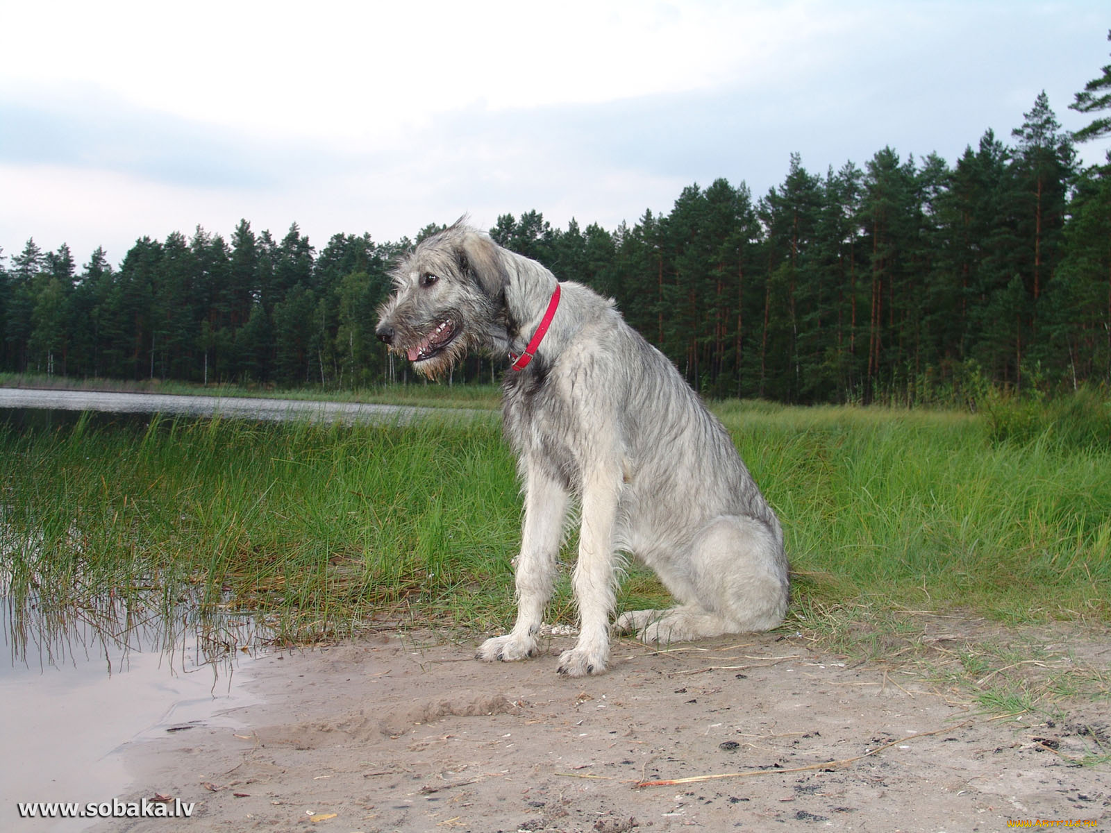 животные, собаки