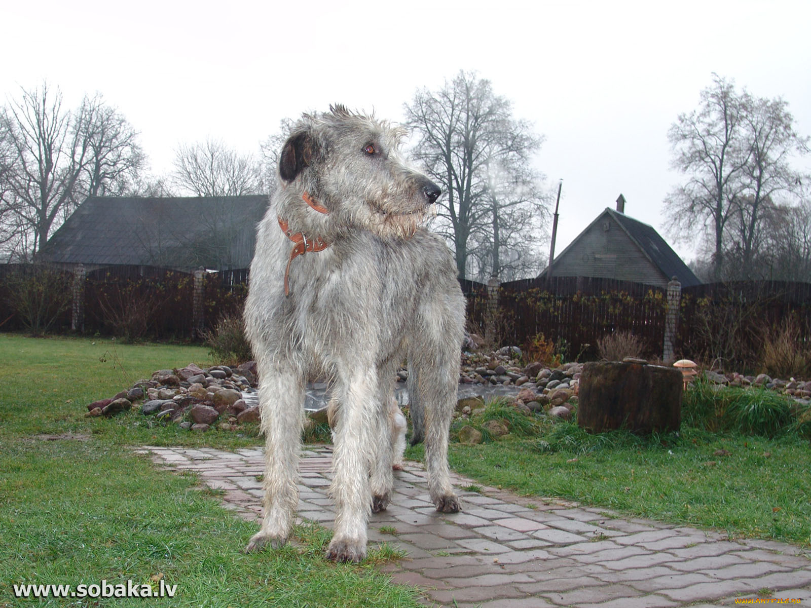 животные, собаки