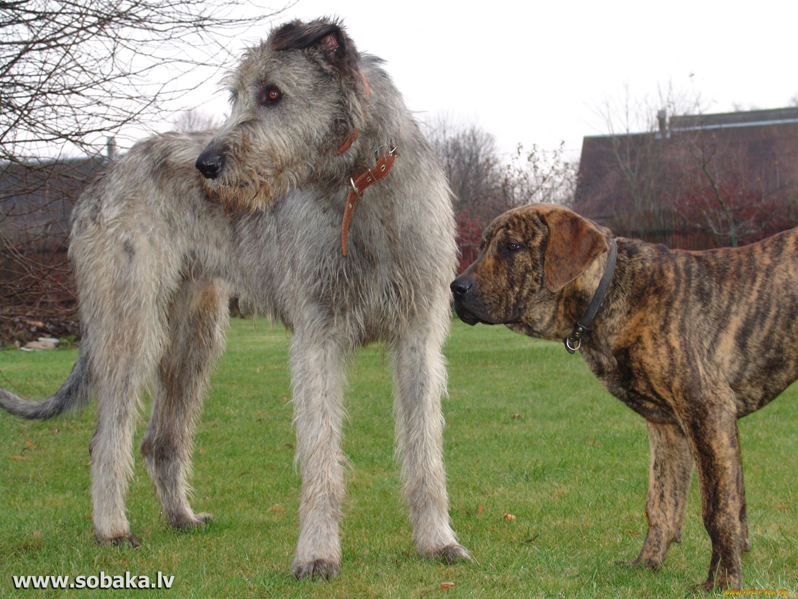 животные, собаки