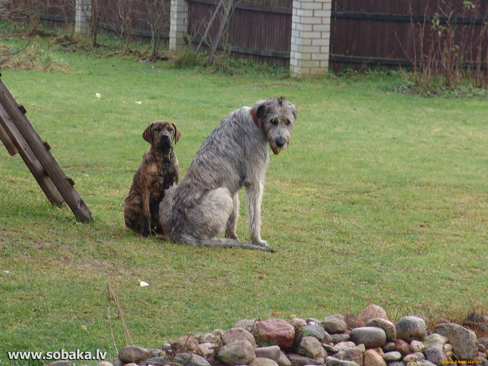 животные, собаки