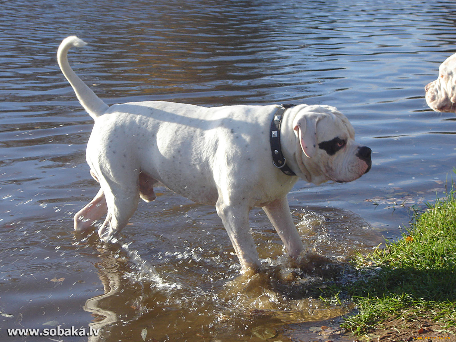 животные, собаки