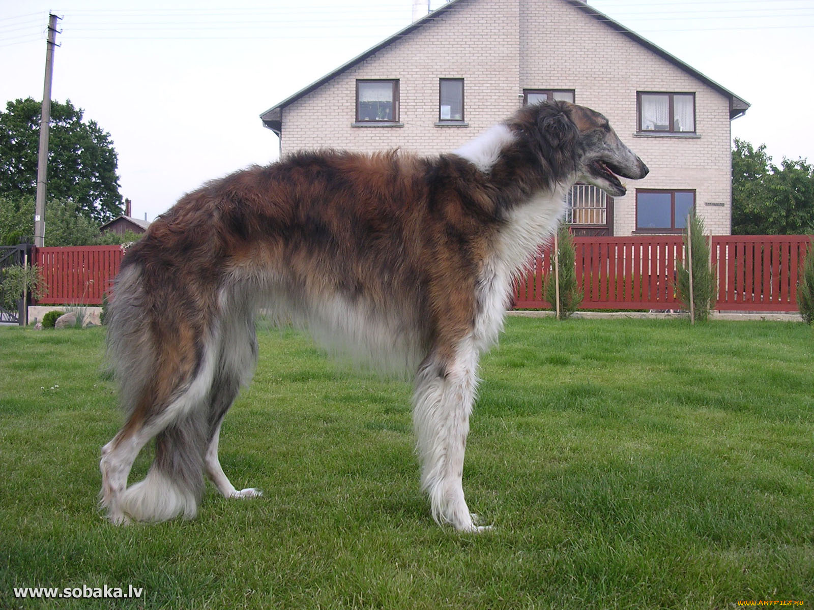 животные, собаки