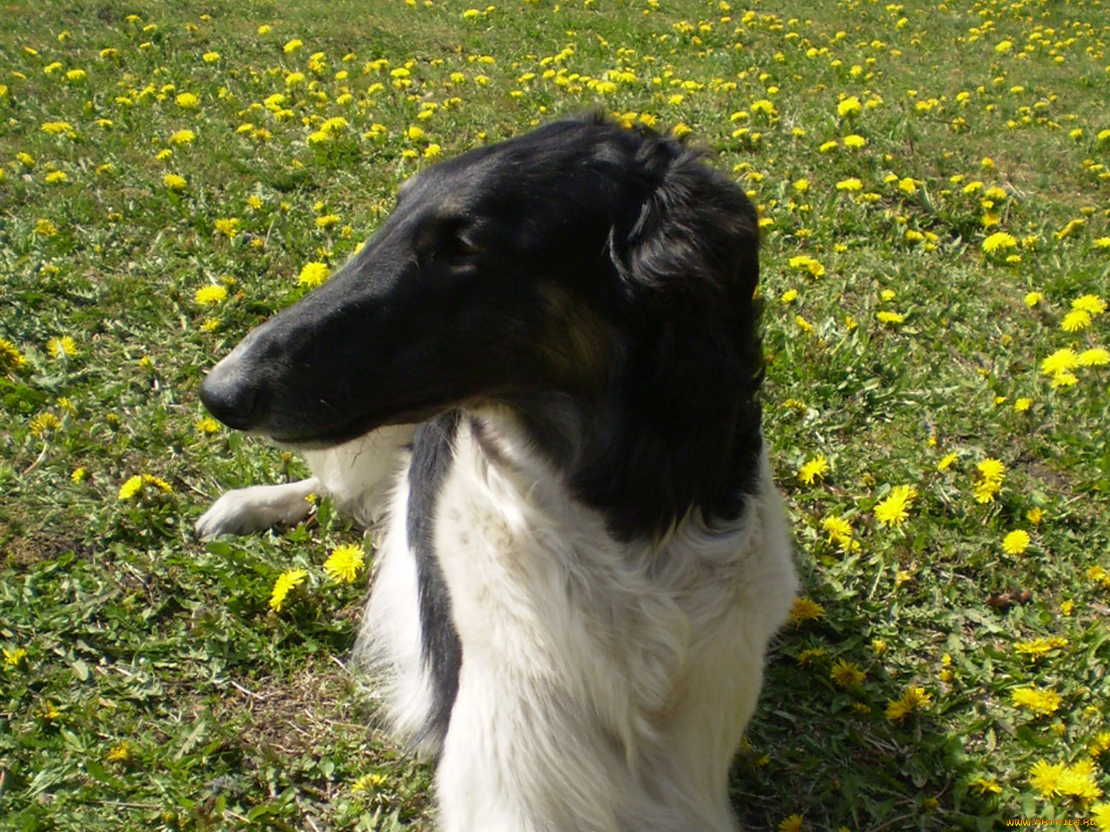 животные, собаки