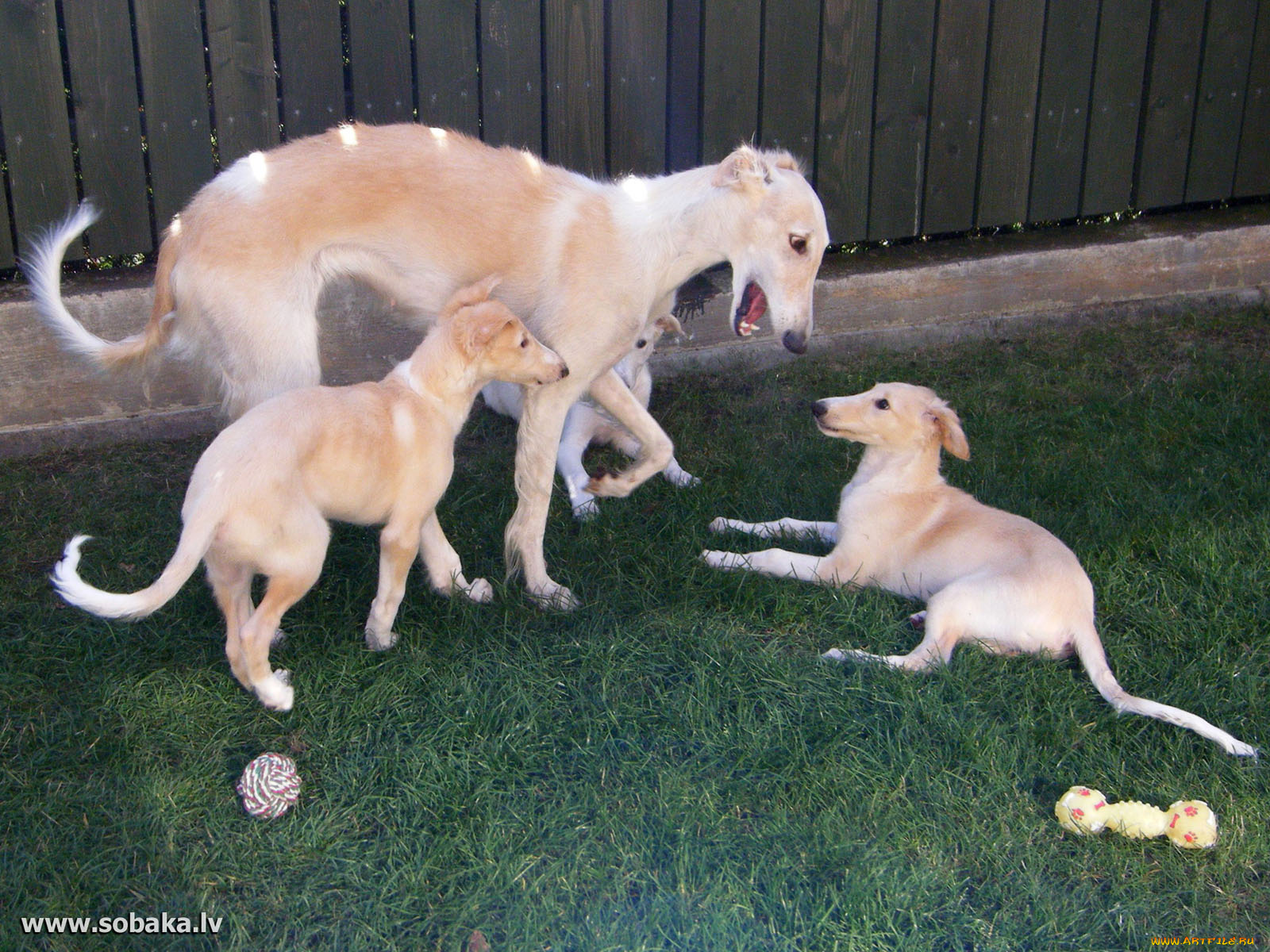 животные, собаки