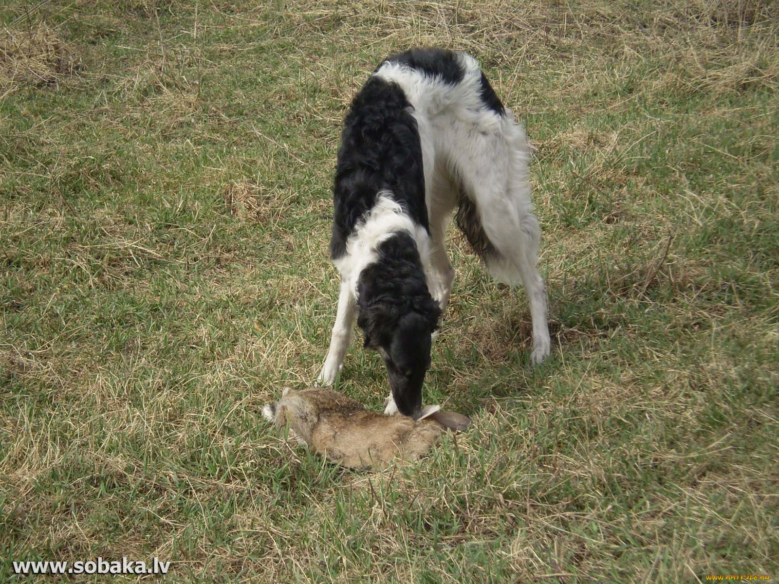 животные, собаки