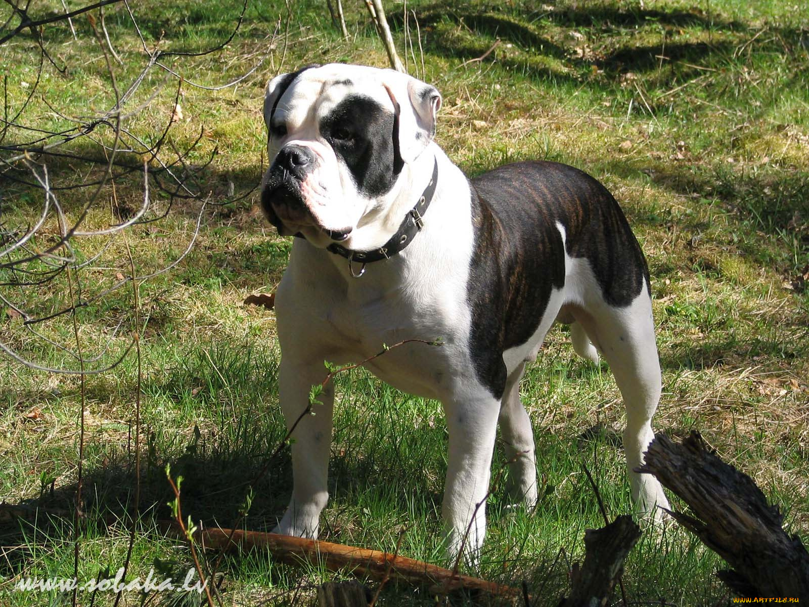 животные, собаки