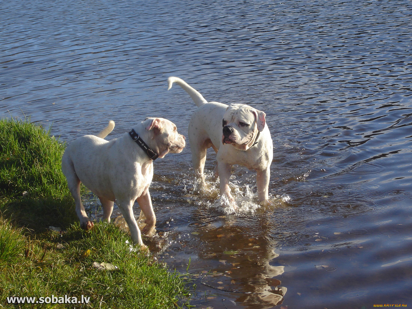 животные, собаки