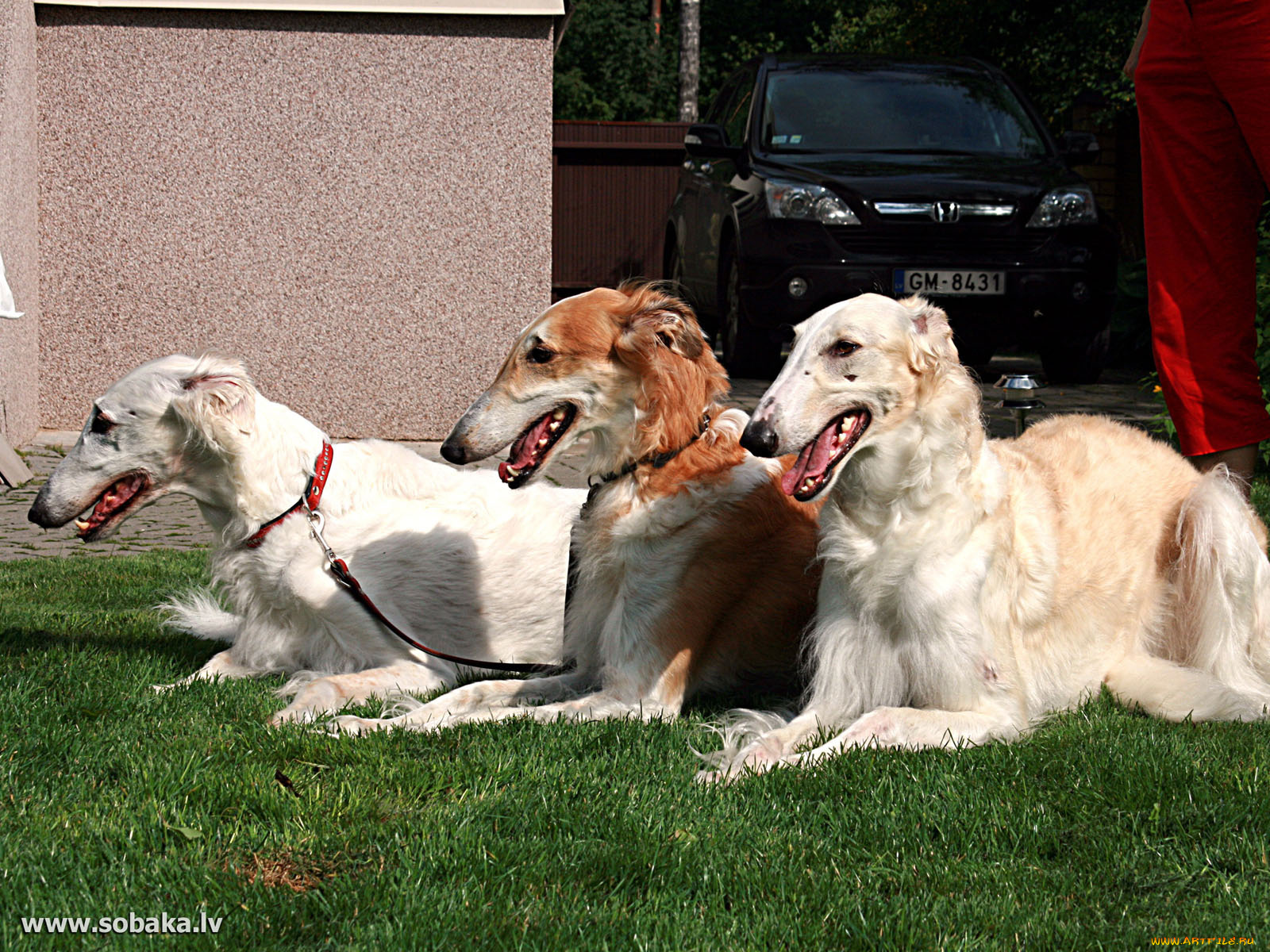 животные, собаки
