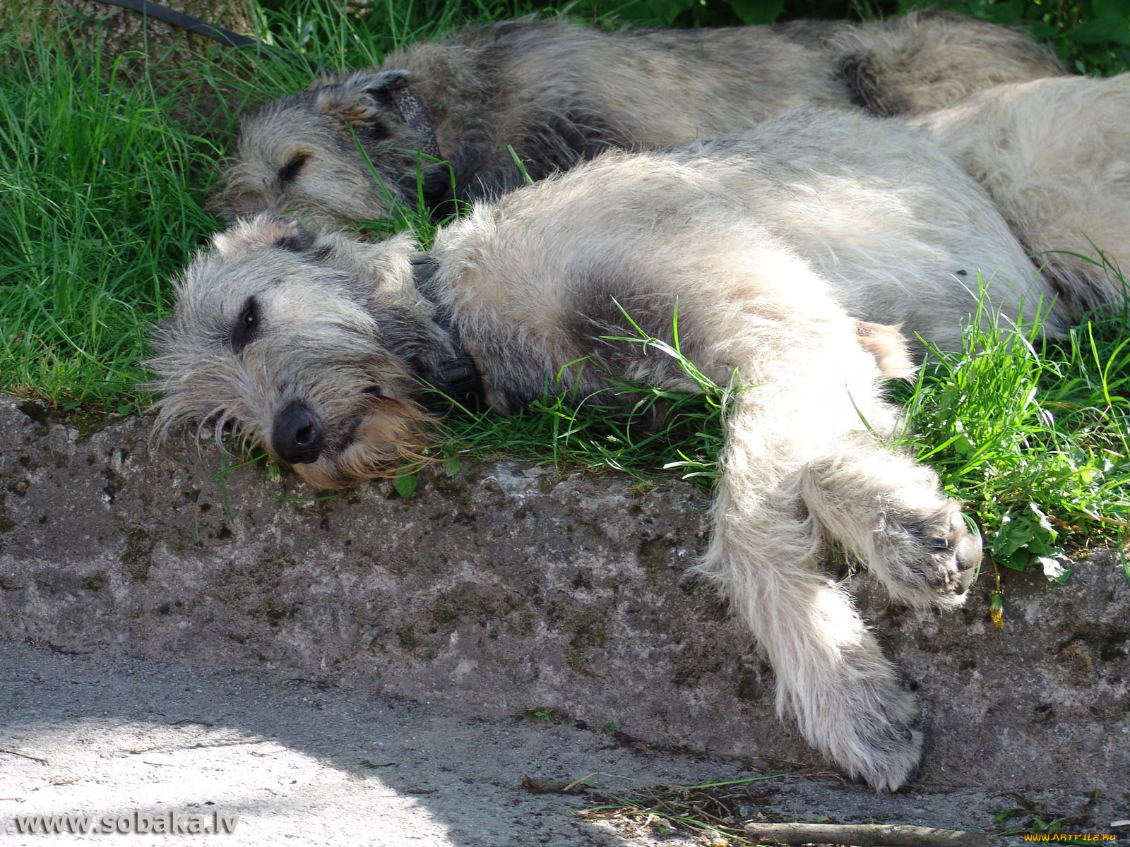 животные, собаки