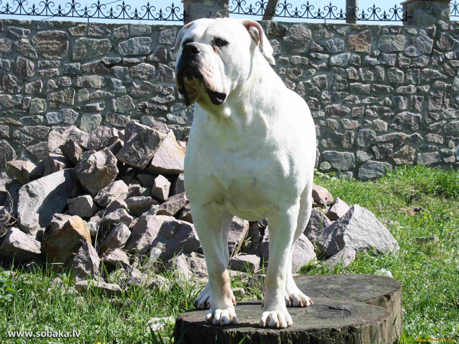 животные, собаки