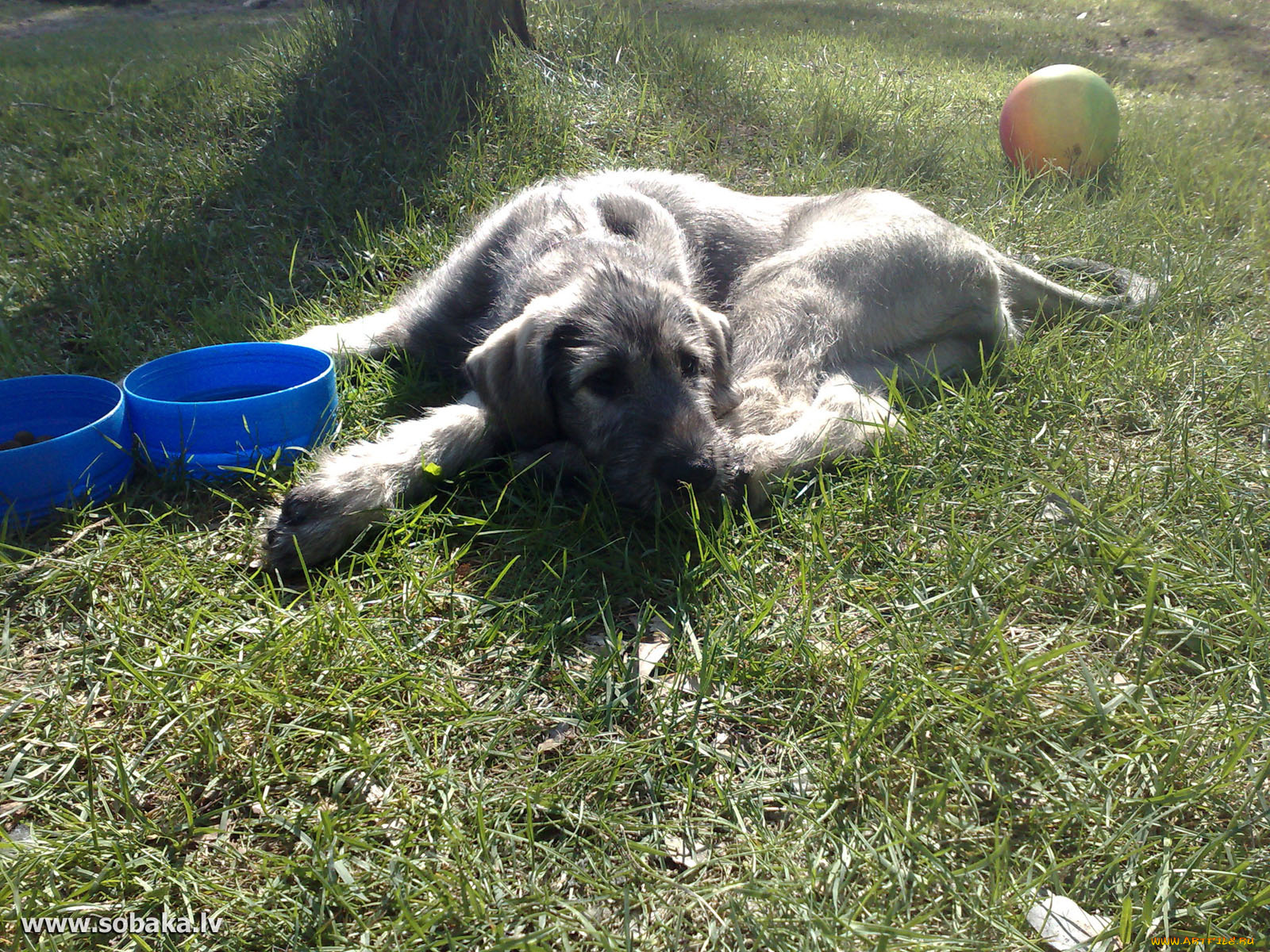 животные, собаки