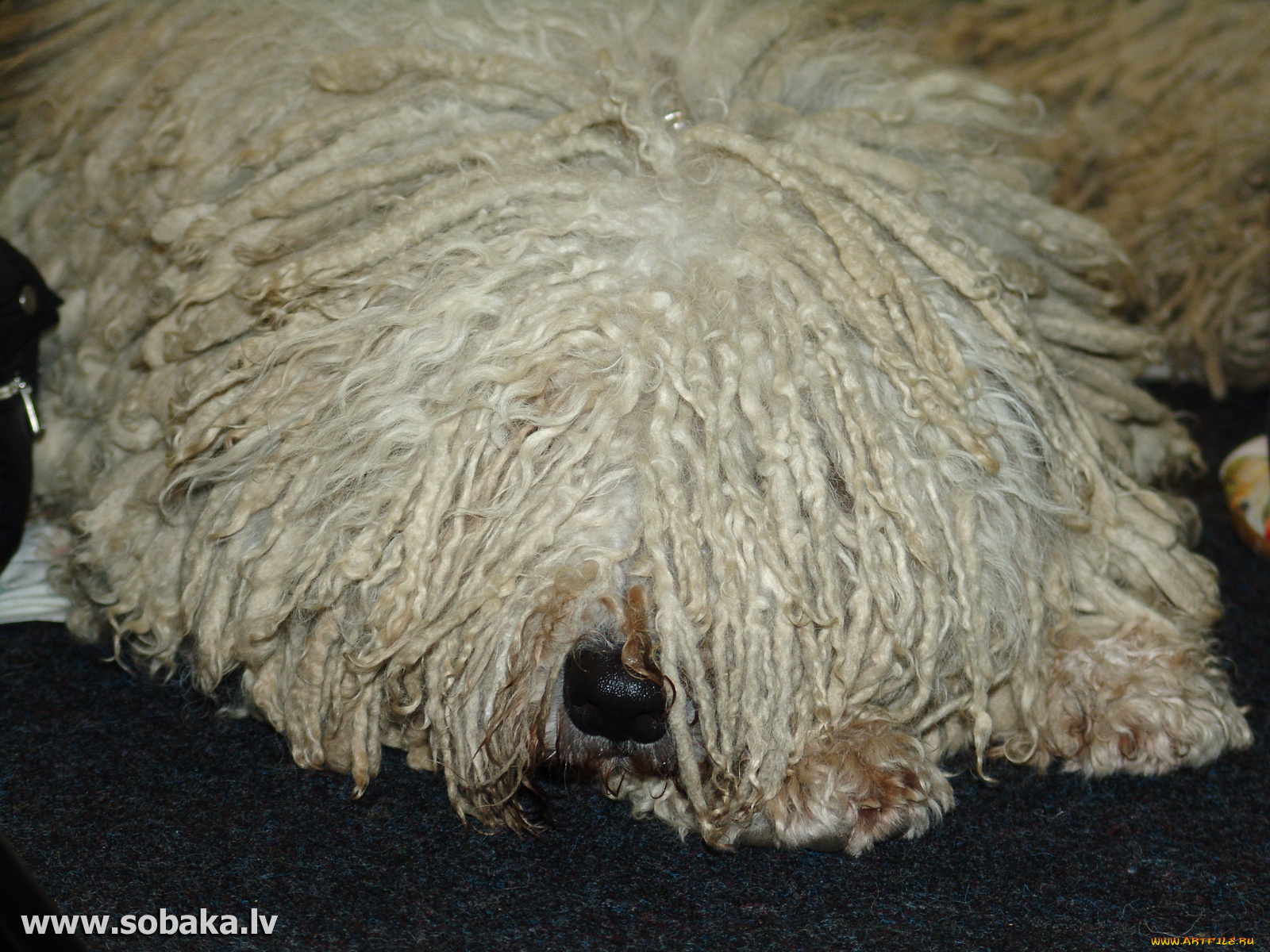 животные, собаки