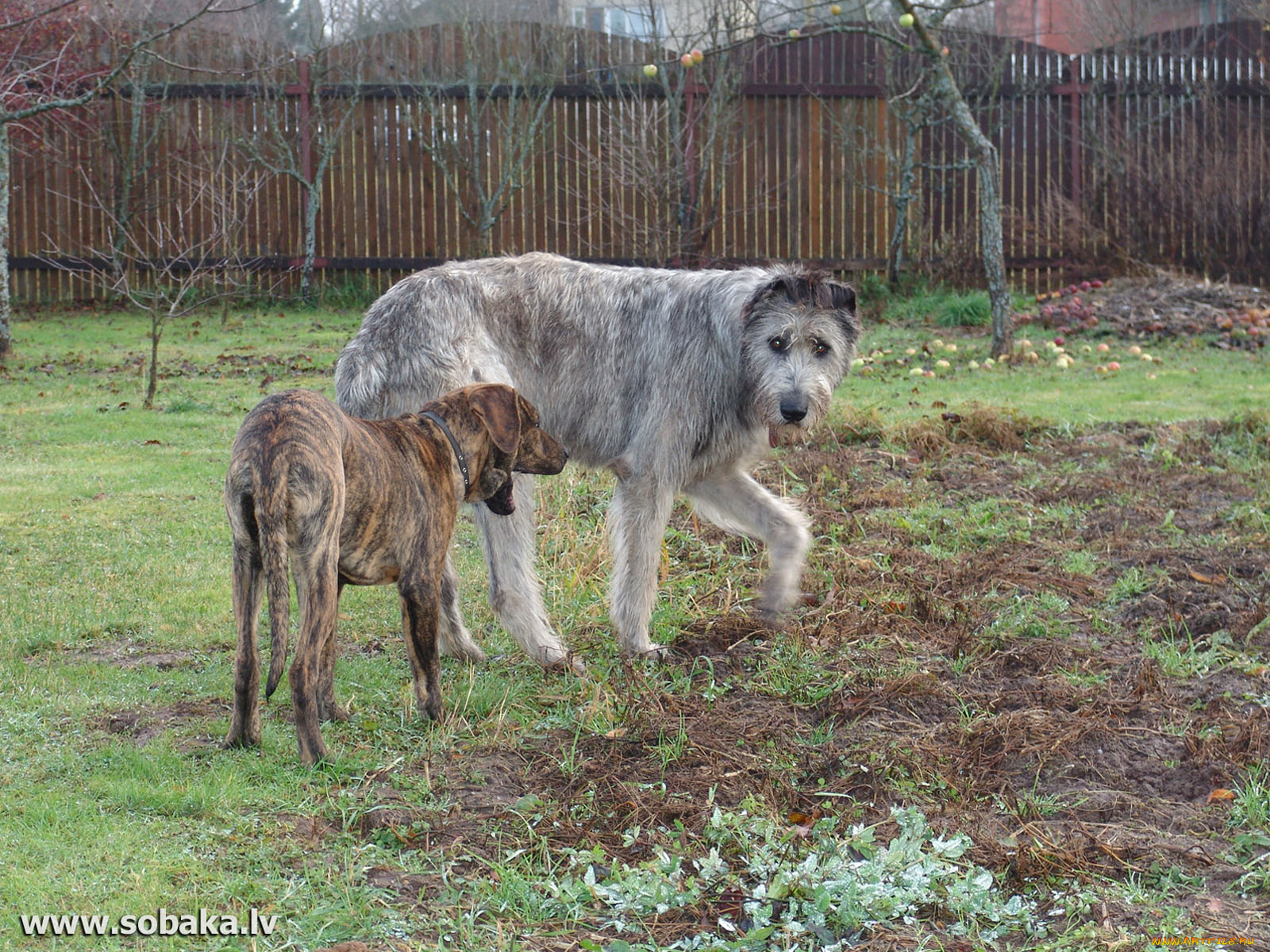 животные, собаки