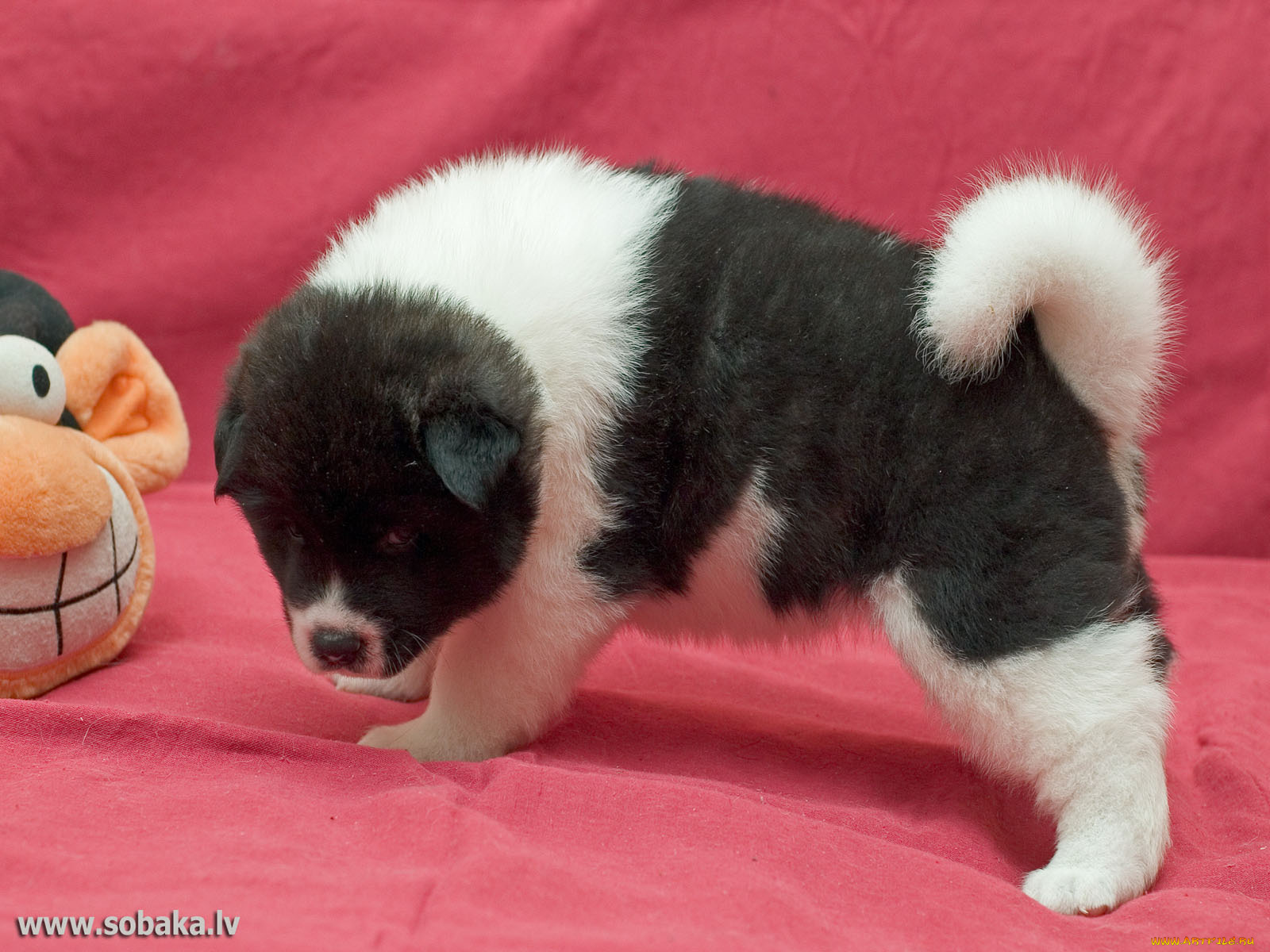 животные, собаки