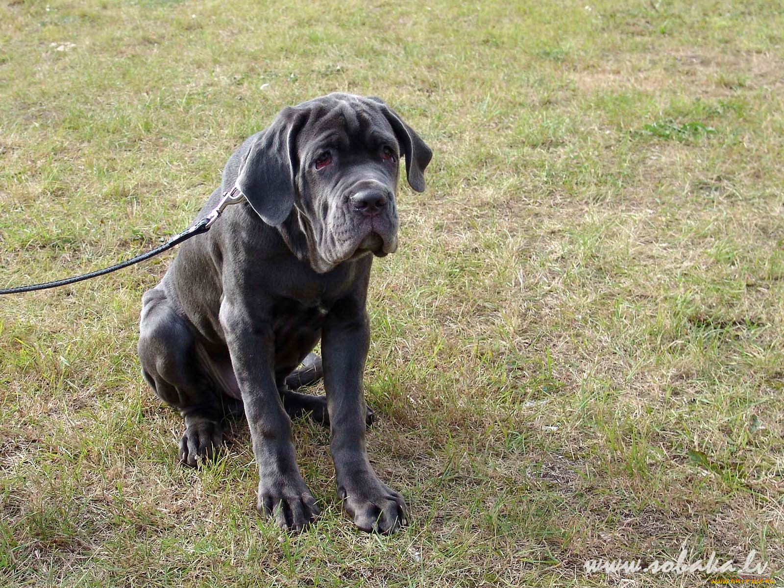 животные, собаки