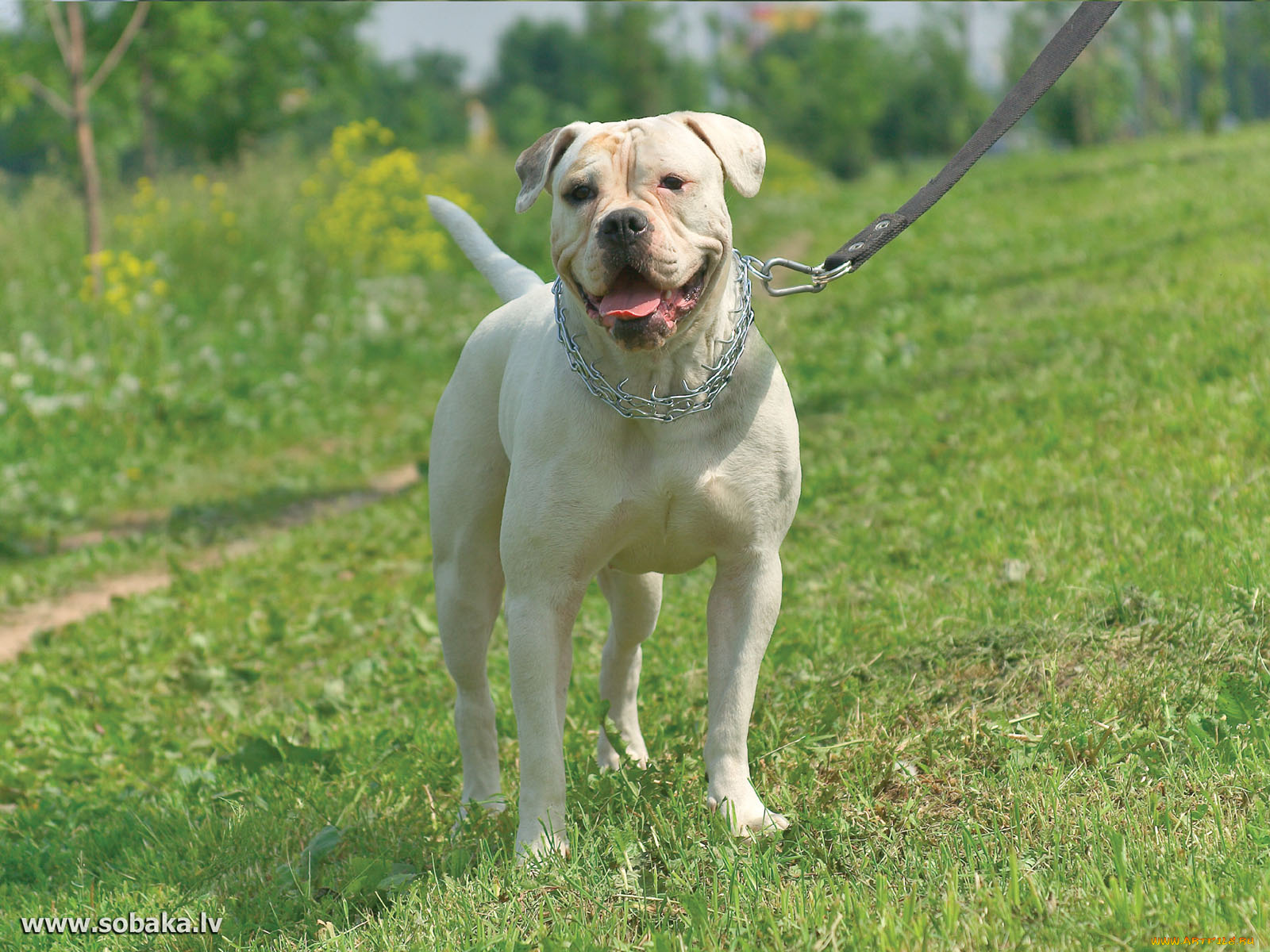 животные, собаки