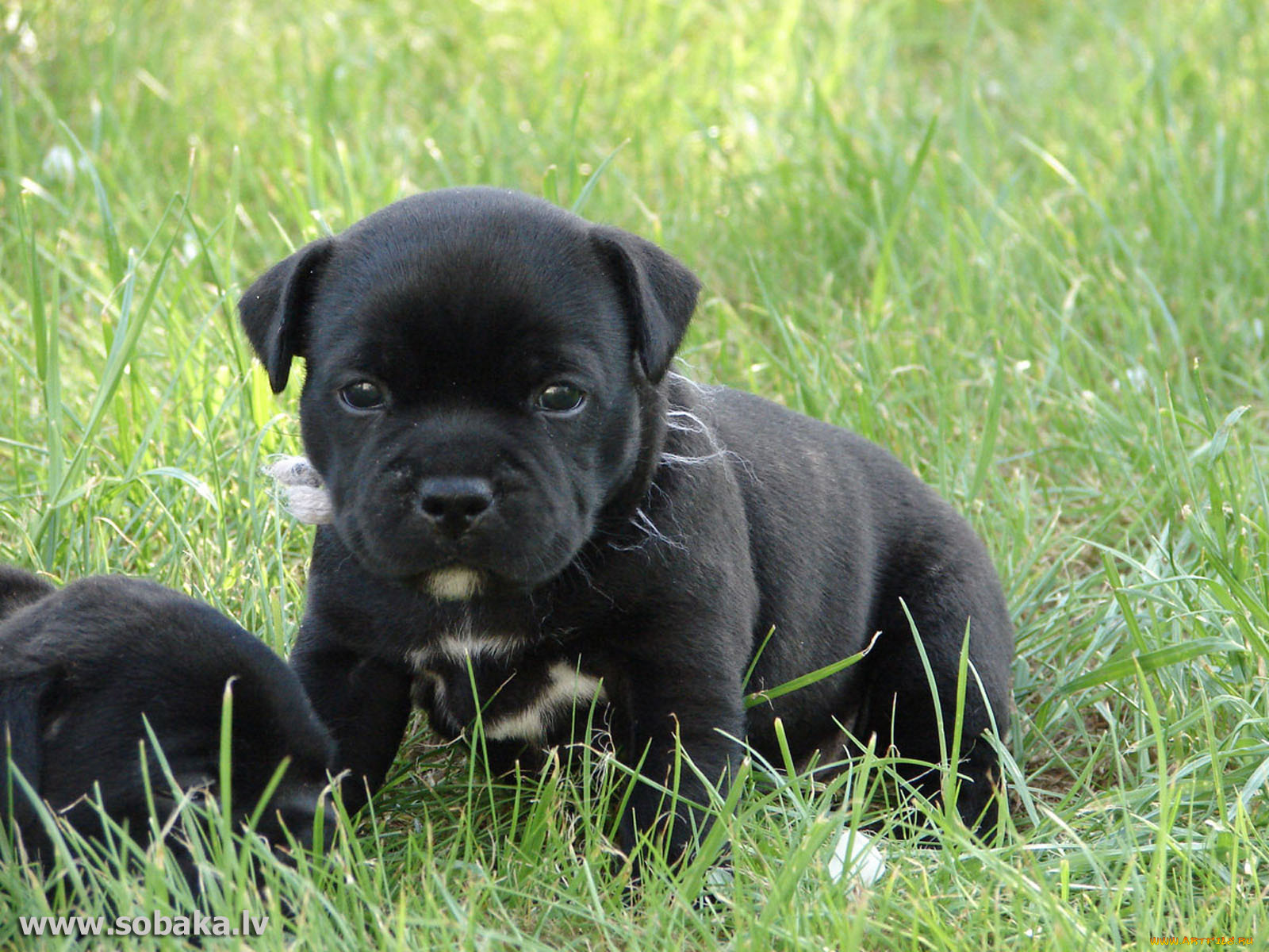 животные, собаки