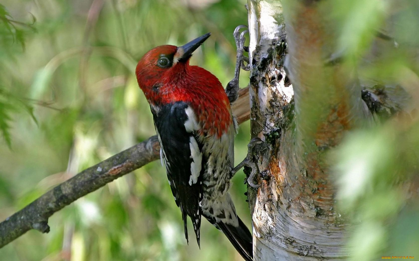 животные, дятлы