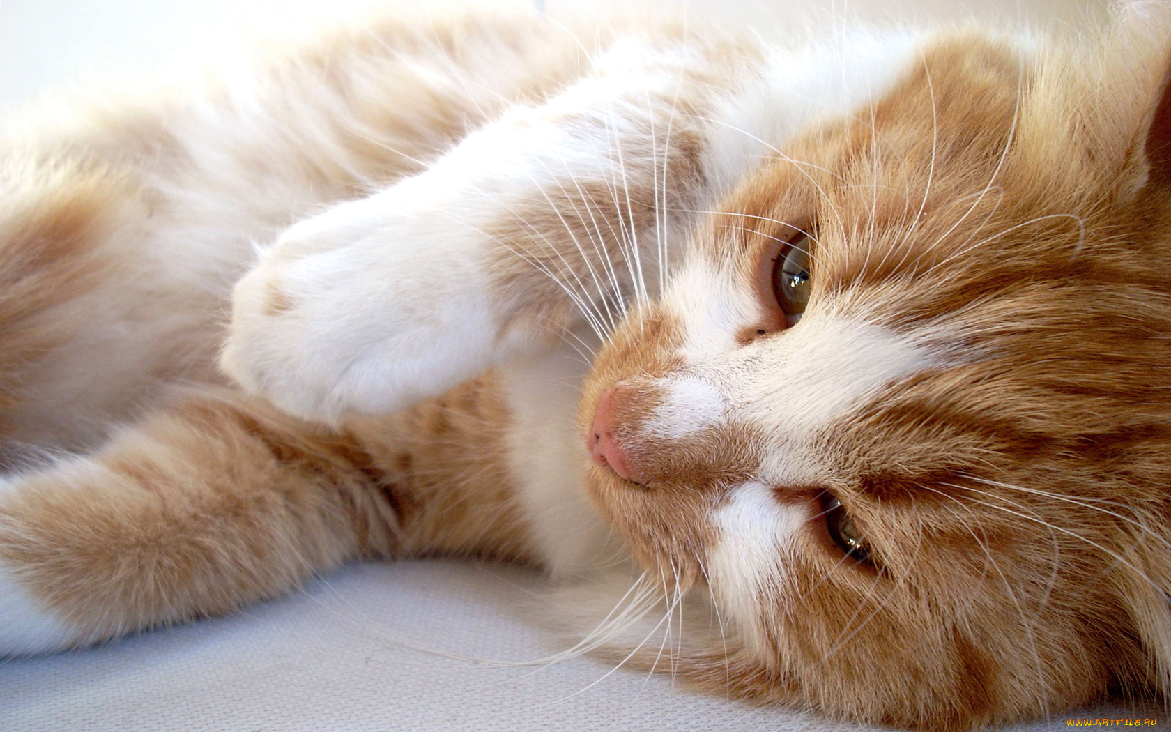 животные, коты