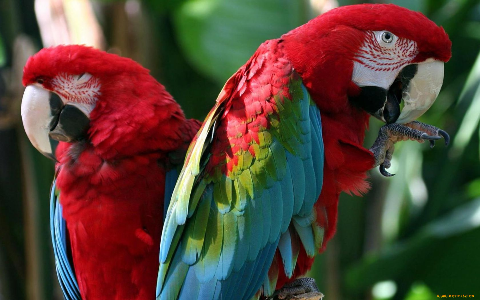 животные, попугаи