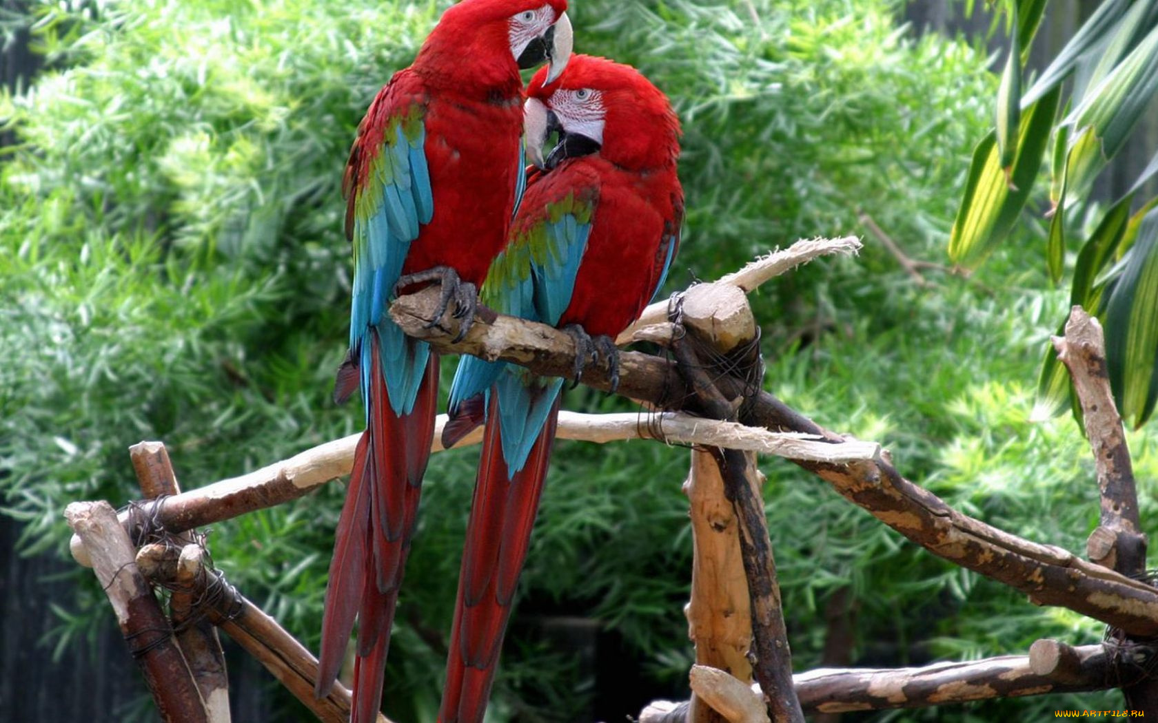 животные, попугаи