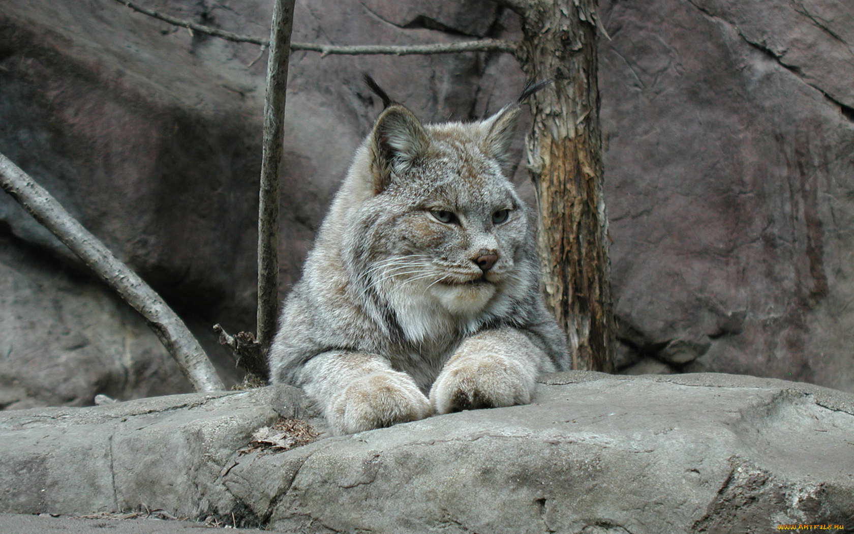 животные, рыси