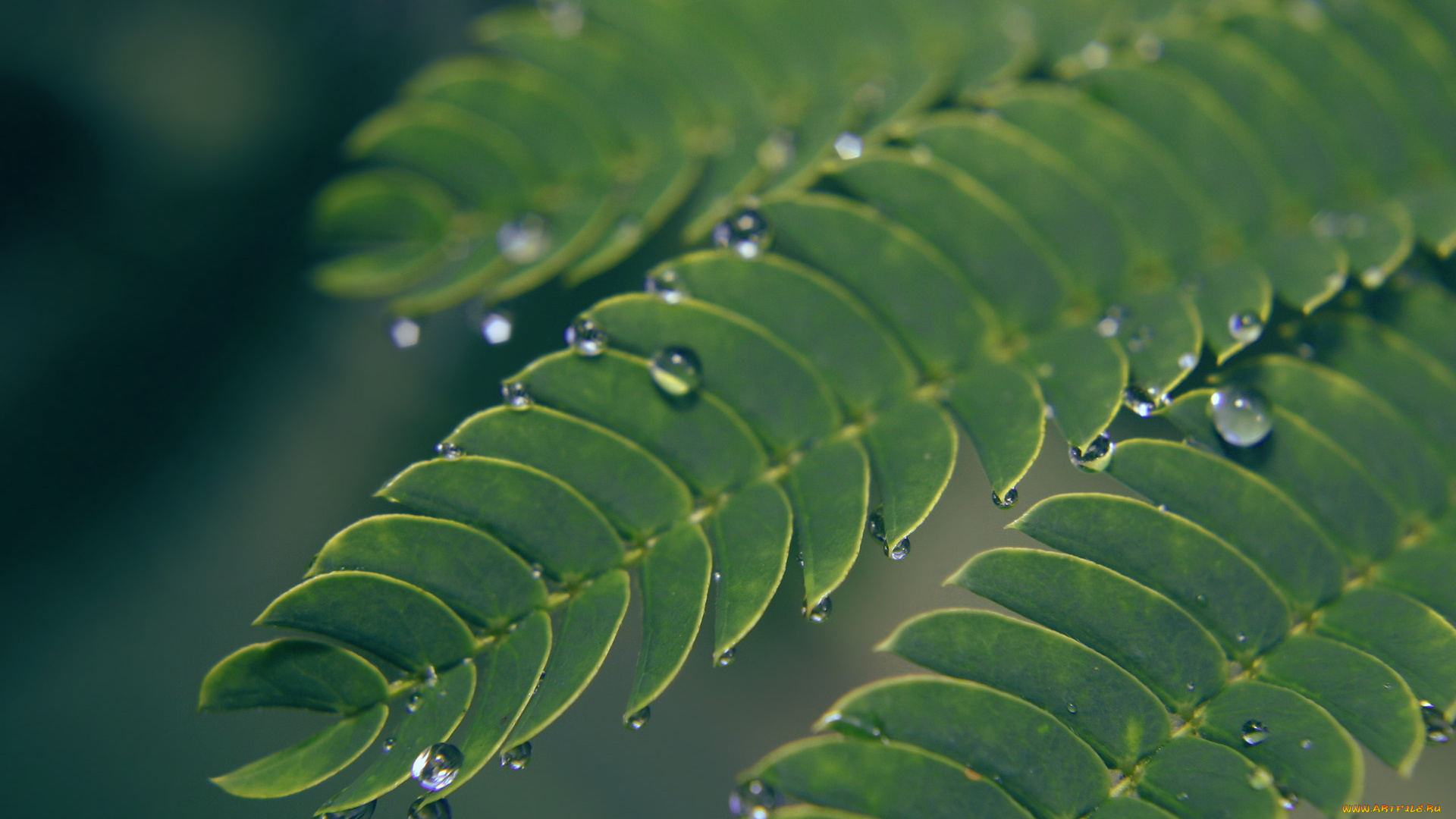 природа, макро