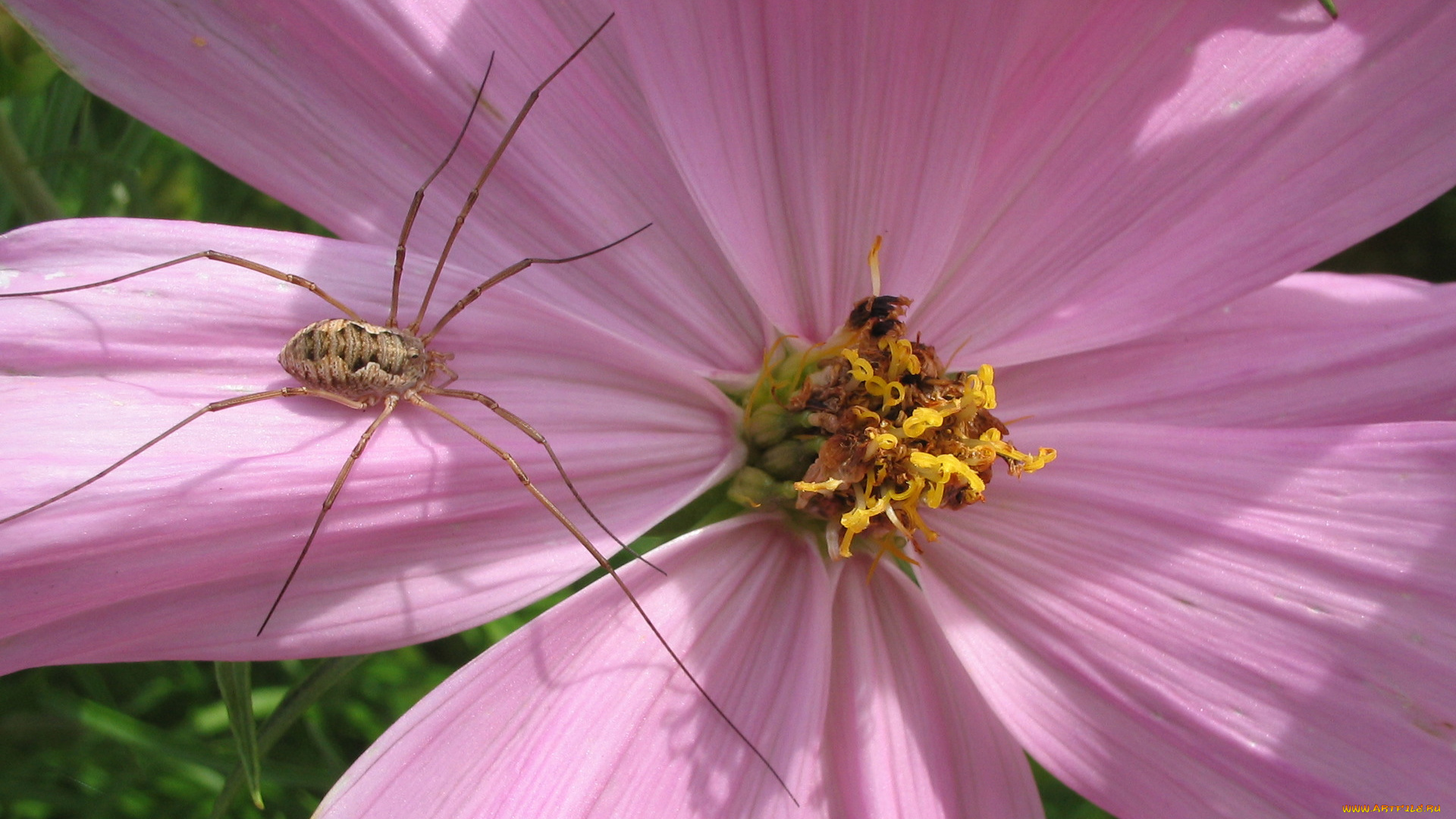 животные, пауки