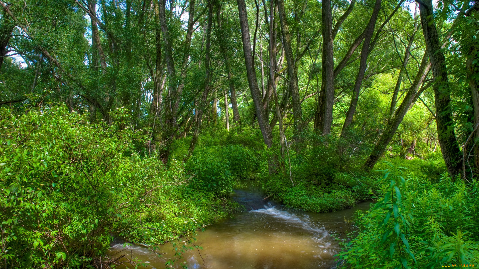 природа, лес