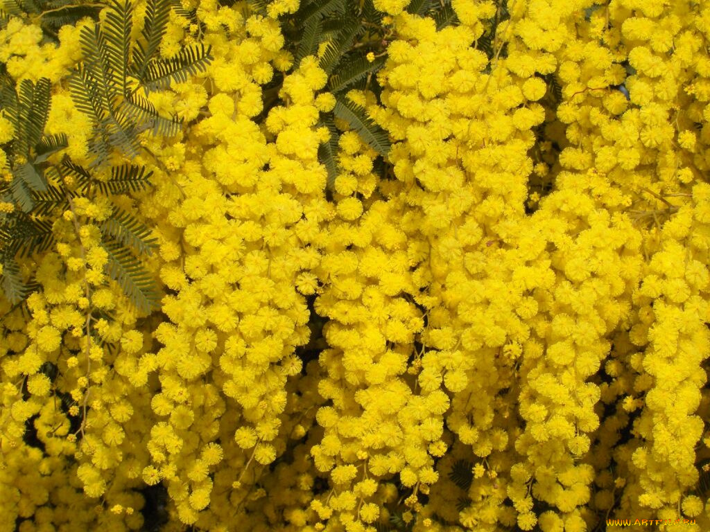 мимоза, цветы