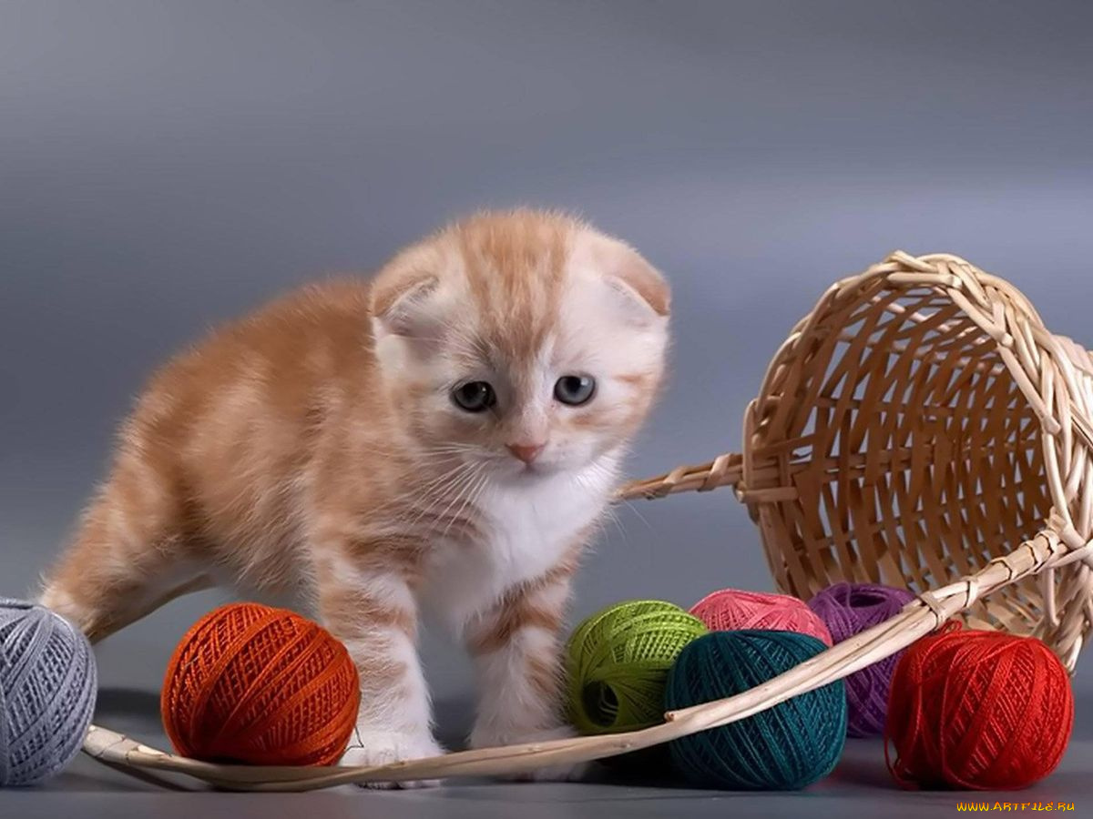 животные, коты