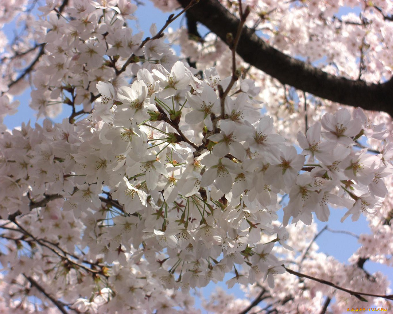 цветы, цветущие, деревья, кустарники