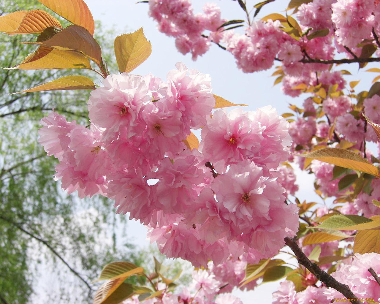 цветы, сакура, вишня