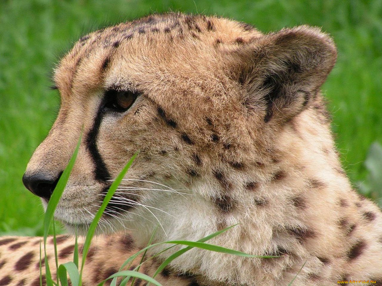 автор, игорь, андронов, животные, гепарды