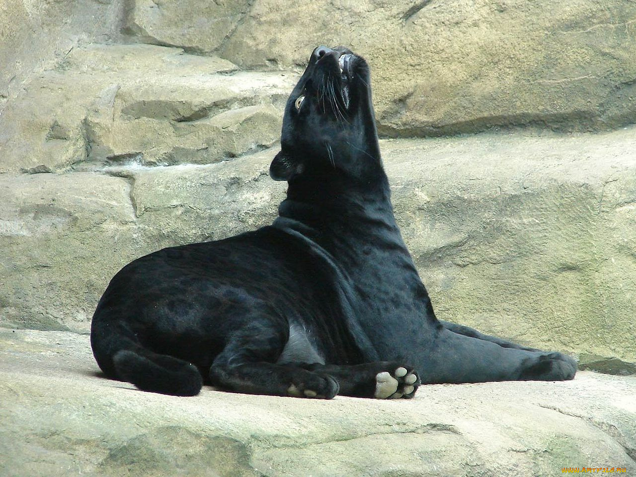 автор, игорь, андронов, животные, пантеры