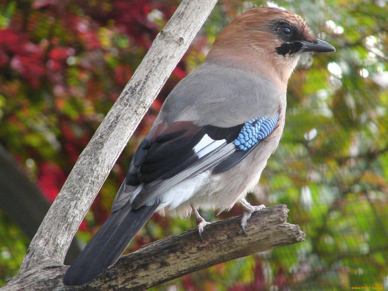 автор, игорь, андронов, животные, сойки