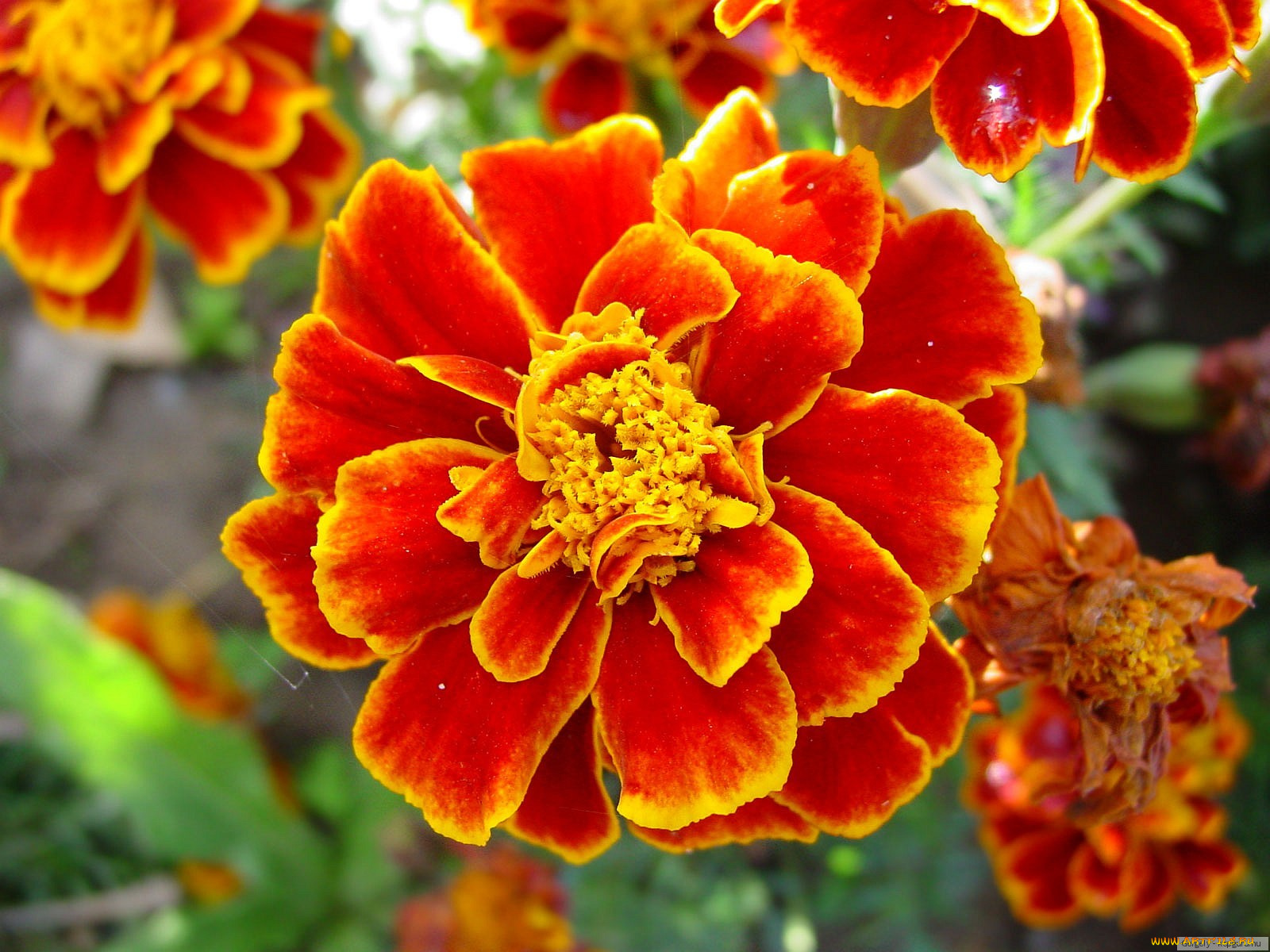 цветы, бархатцы