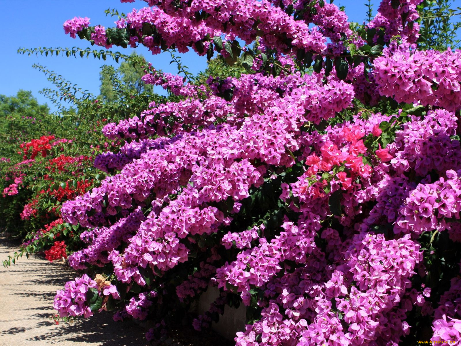 цветы, бугенвиллея